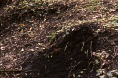 Charcoal-stained soil before excavation: photo Chris Place