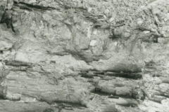 The quarry face at Sharpthorne brickworks (detail)