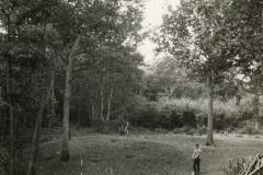 Minepit Wood, General View of Site (photo courtesy of Tunbridge Wells Museum)
