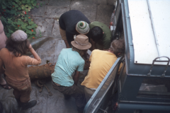 Loading the cannon for removal for conservation: photo D. Meades