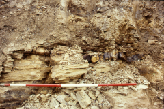 Bed of clay ironstone nodules: photo J. Hodgkinson