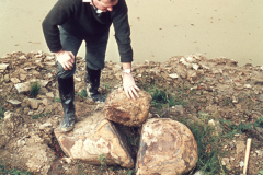 Roger Adams with some large siderite nodules: photo anon